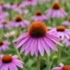 Rhodiola Ingredient